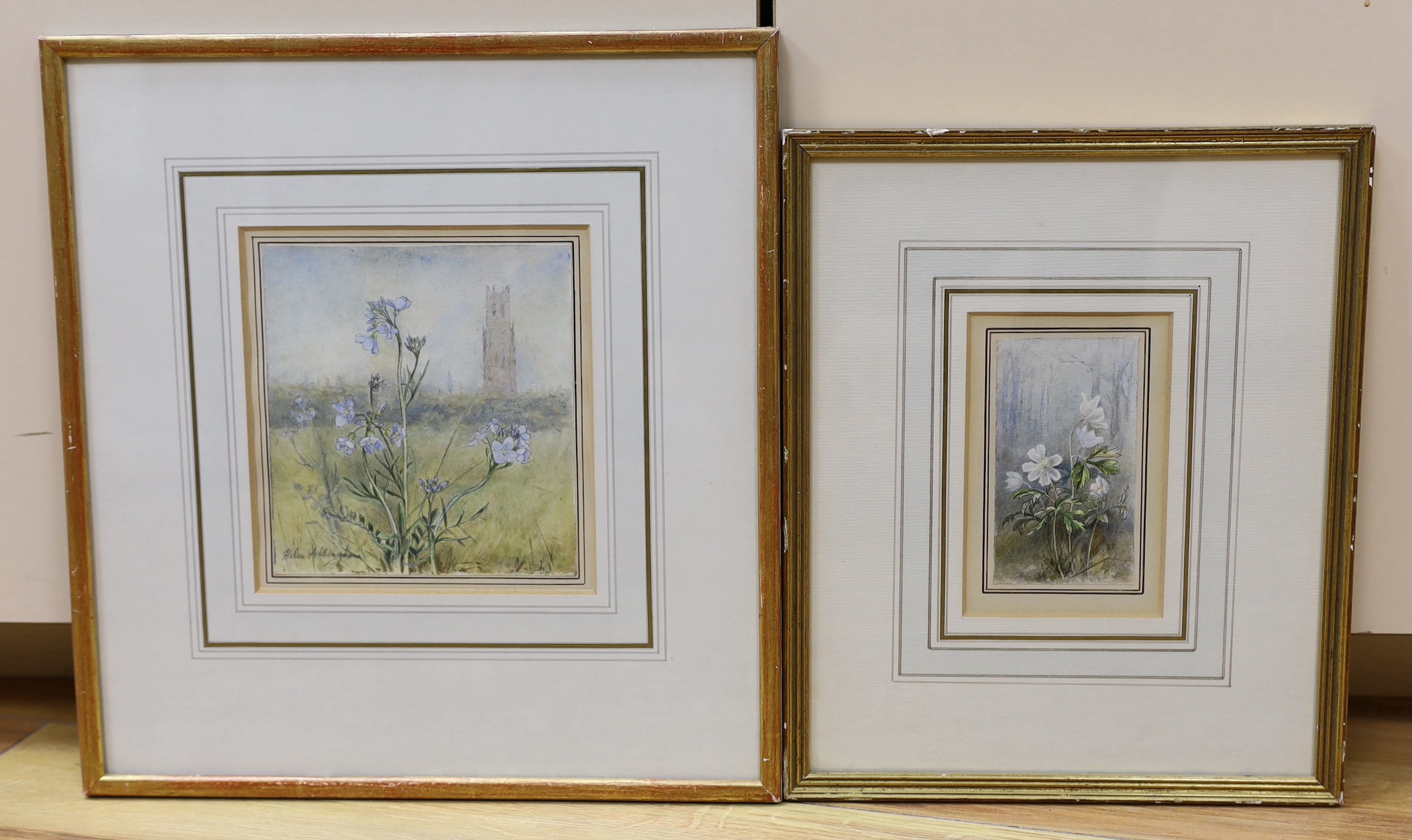 Helen Allingham (1848-1926), two watercolours, Study of a wood anemone and Study of a cuckoo flower, one signed in pencil, 15 x 14cm and 11 x 6cm